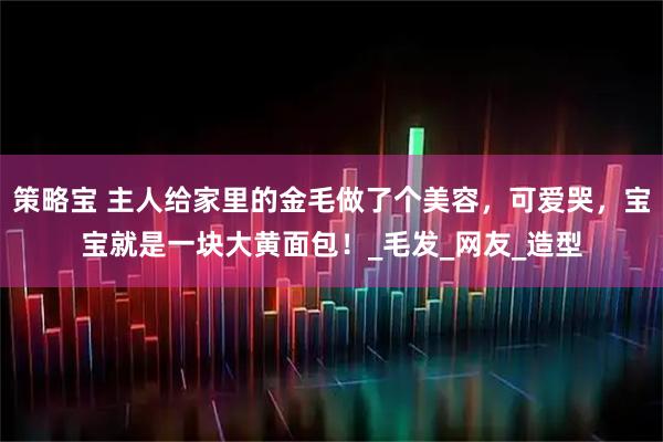 策略宝 主人给家里的金毛做了个美容，可爱哭，宝宝就是一块大黄面包！_毛发_网友_造型